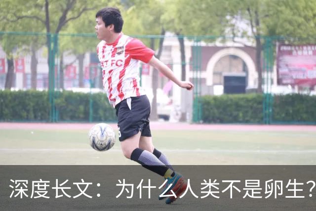 深度长文:为什么人类不是卵生?说出来你可能不信,这事3亿年前就定好了